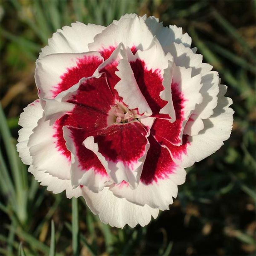 Dianthus allwoodii Alice (Flowering)