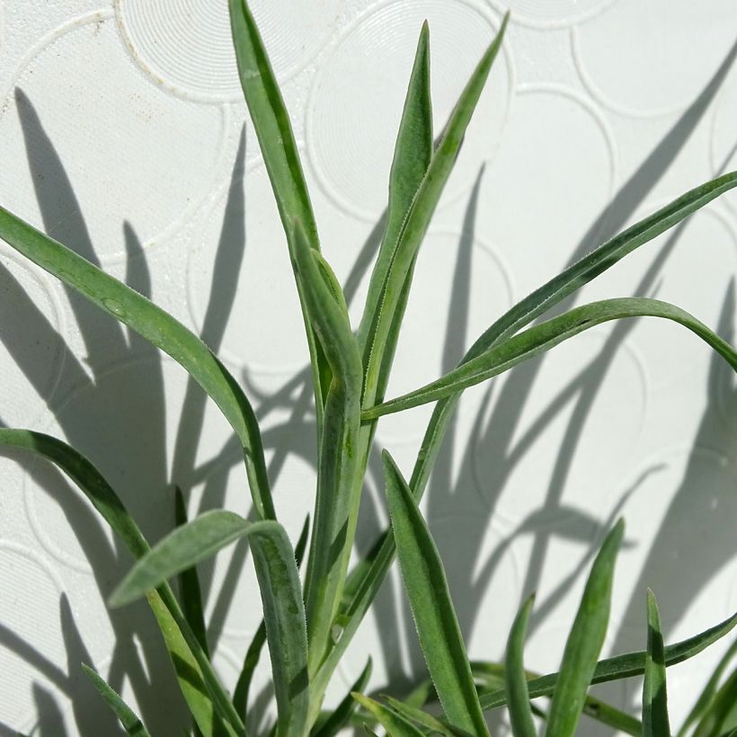 Dianthus allwoodii Alice (Foliage)