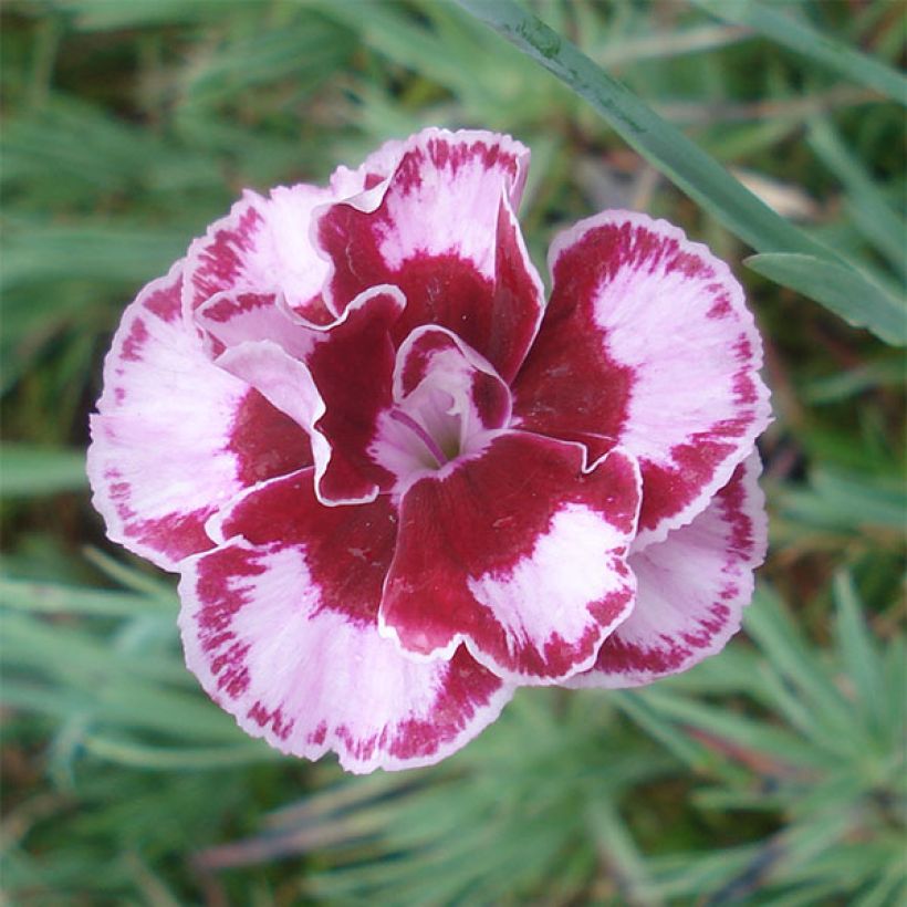 Dianthus allwoodii Romeo (Flowering)