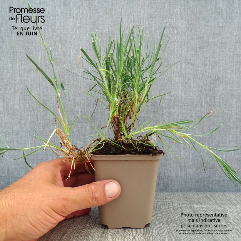 Dianthus allwoodii Romeo 8/9 cm pot sample as delivered in summer