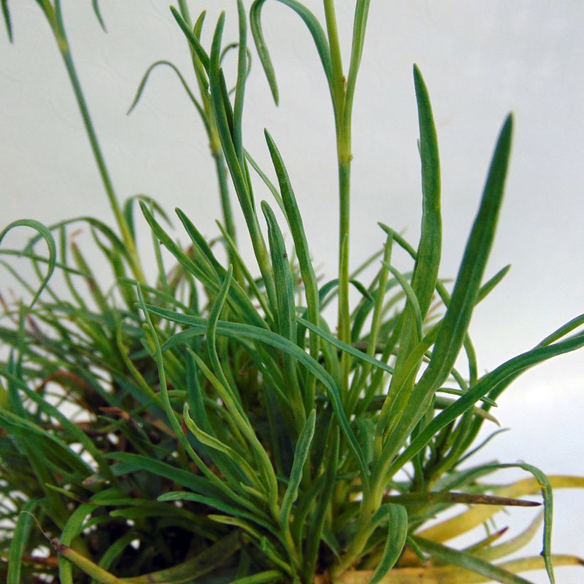 Dianthus allwoodii Romeo (Foliage)