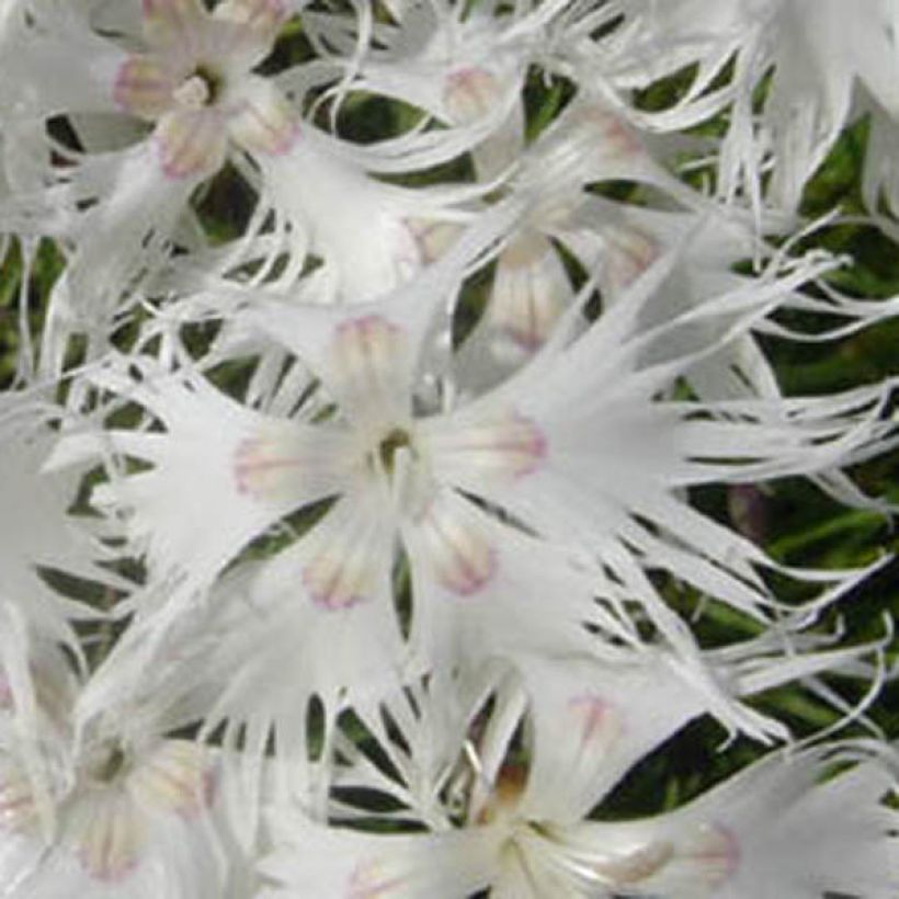 Dianthus arenarius (Flowering)
