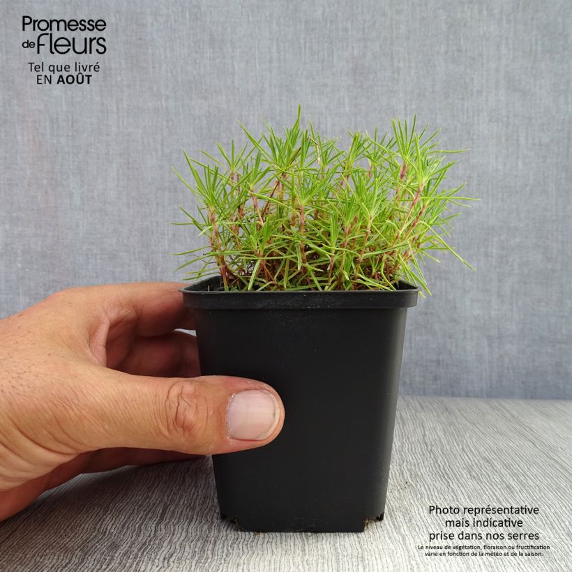 Dianthus arenarius 8/9 cm pot sample as delivered in summer