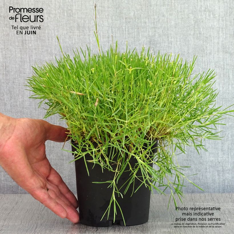Dianthus arenarius 2L/3L pot sample as delivered in spring