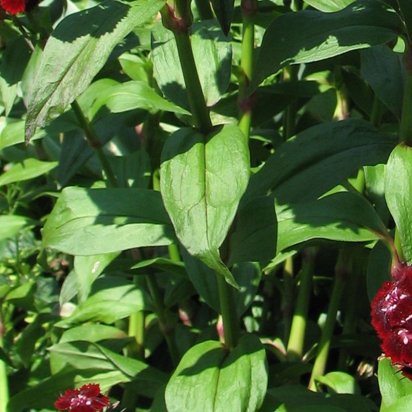 Dianthus barbatus Oeschberg (Foliage)