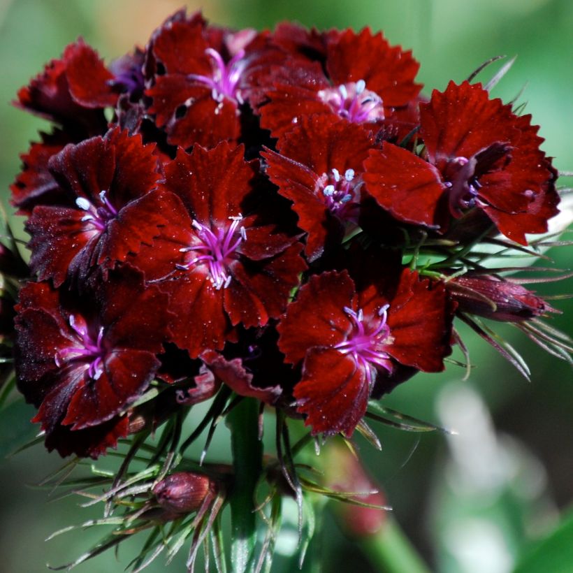 Dianthus barbatus Oeschberg (Flowering)