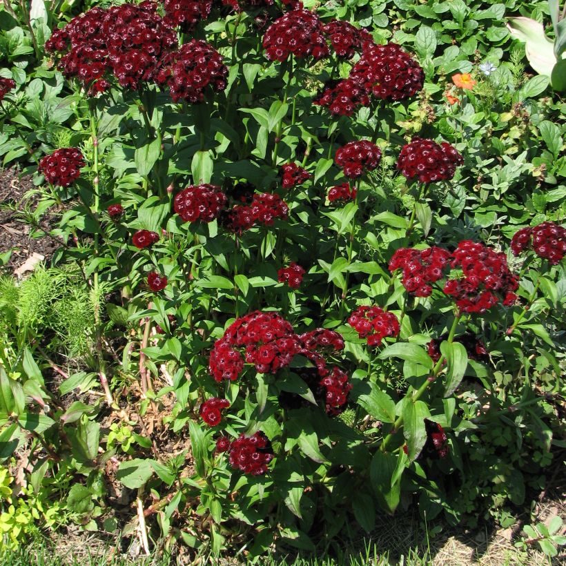 Dianthus barbatus Oeschberg (Plant habit)