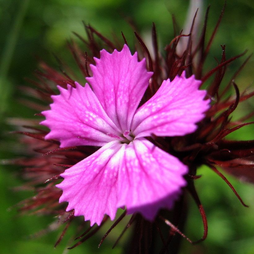 Dianthus barbatus Pink Beauty (Flowering)