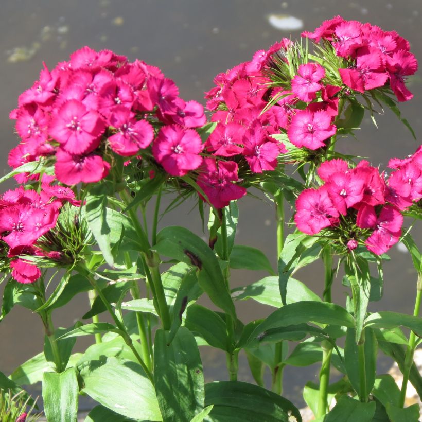 Dianthus barbatus Pink Beauty (Plant habit)