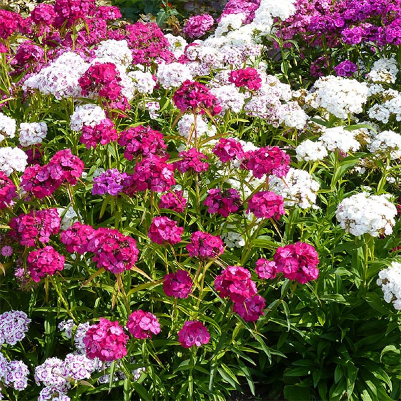 Dianthus barbatus Precurseur - Sweet William (Flowering)