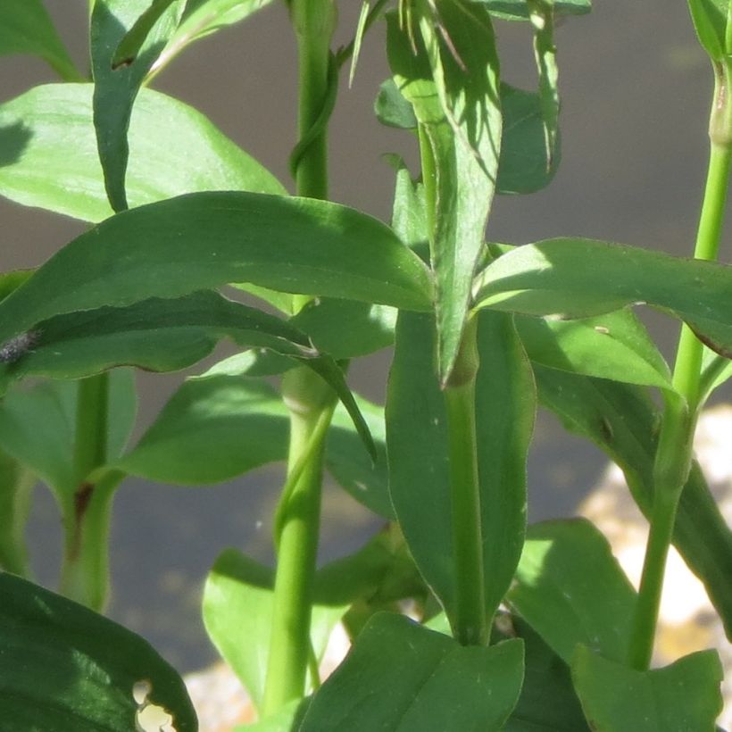 Dianthus barbatus Nigrescens Sooty (Foliage)