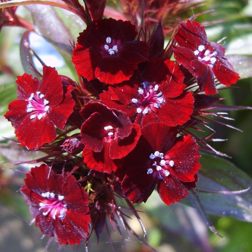 Dianthus barbatus Nigrescens Sooty (Flowering)
