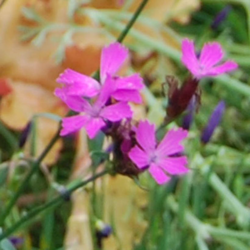 Dianthus carthusianorum (Flowering)