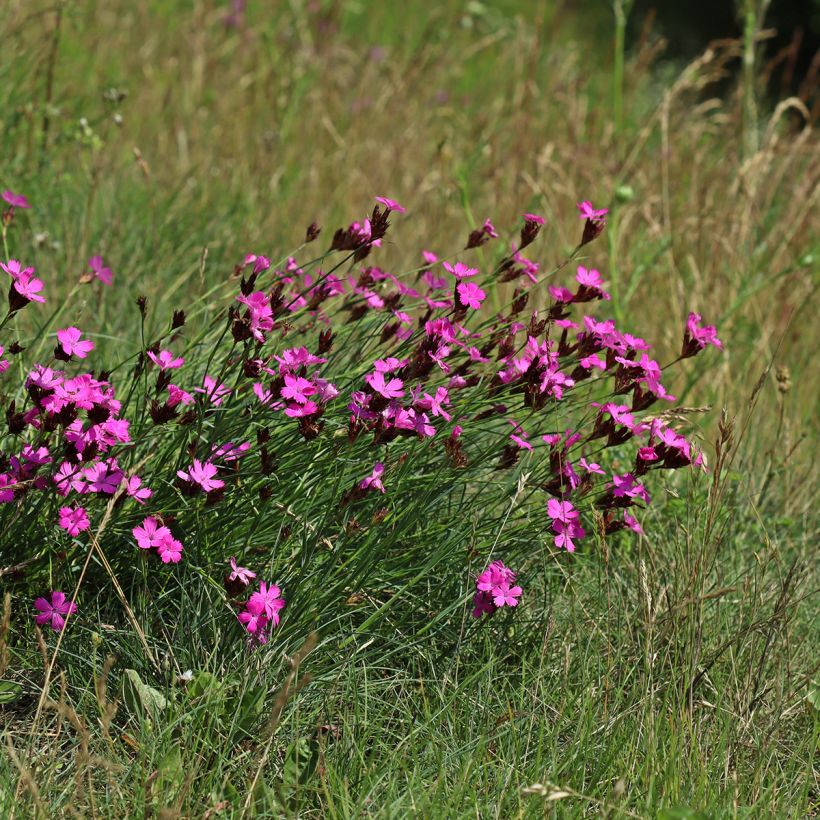 Dianthus carthusianorum (Plant habit)