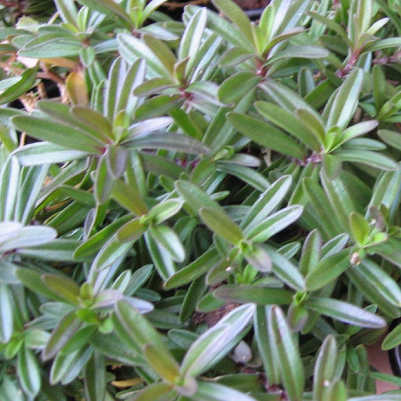 Dianthus deltoides Albiflorus (Foliage)