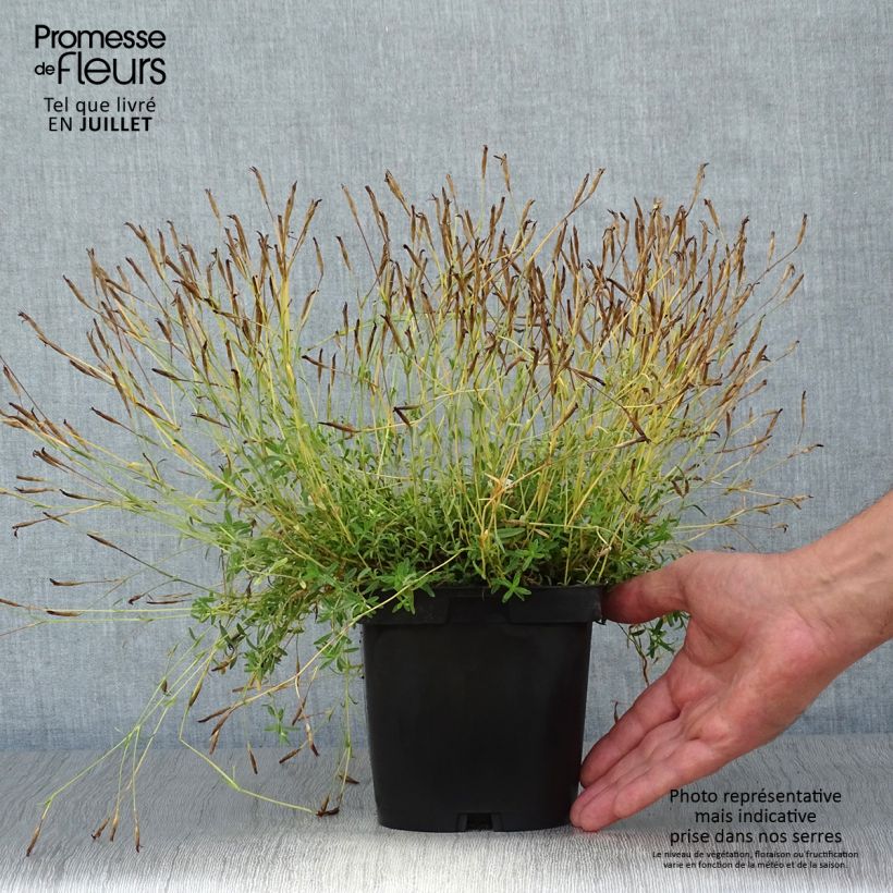 Dianthus deltoides Albiflorus 2L/3L pot sample as delivered in summer