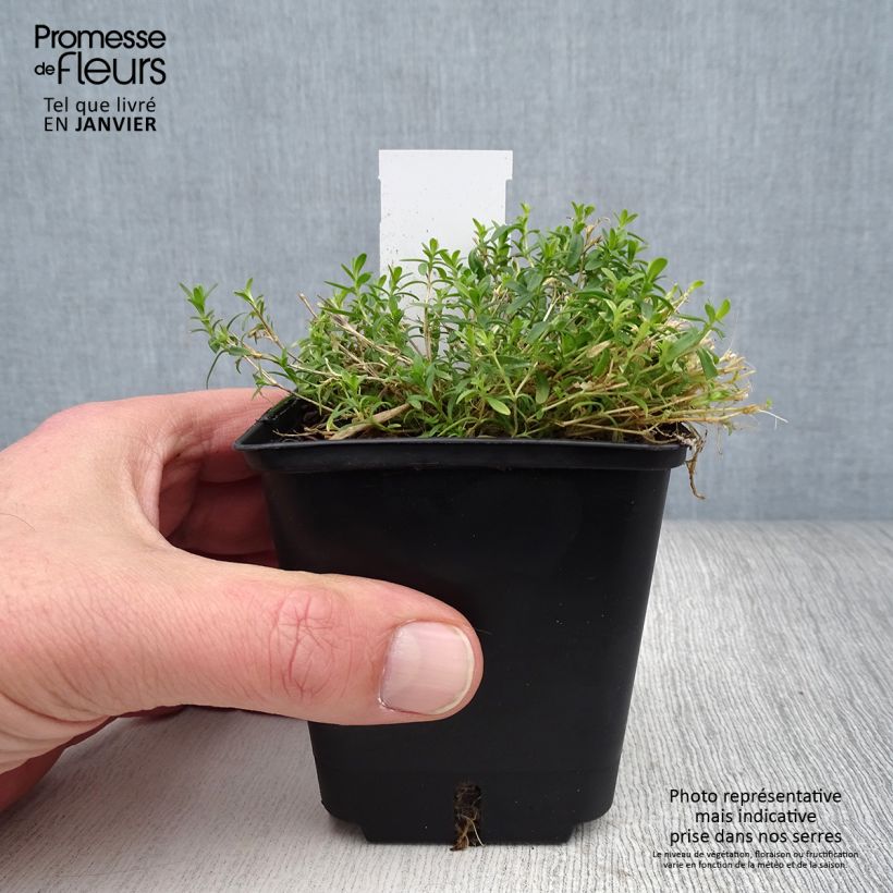 Dianthus deltoides Arctic Fire 8/9 cm pot sample as delivered in winter