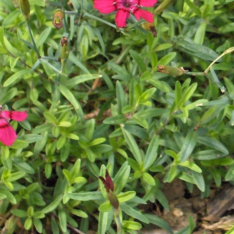 Dianthus deltoides Brilliant (Foliage)