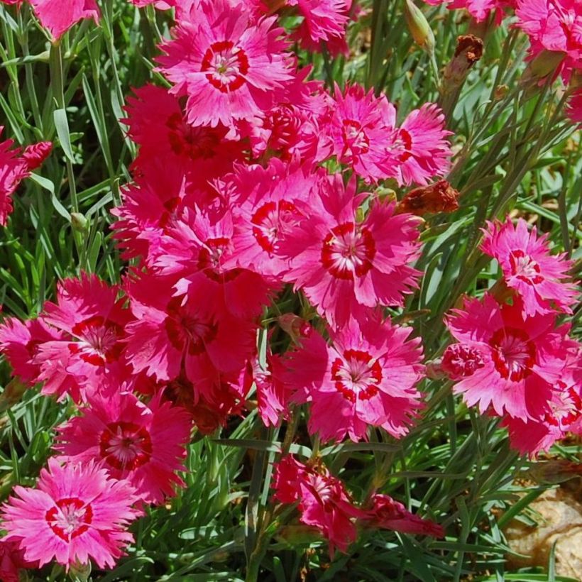 Dianthus deltoides Brilliant (Flowering)