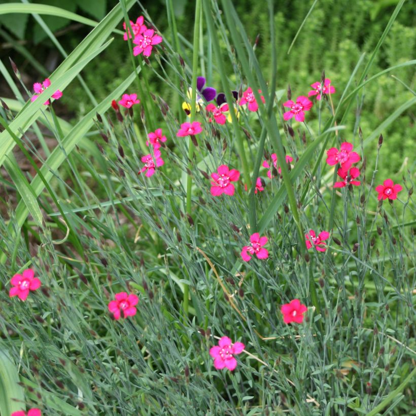 Dianthus deltoides Brilliant (Plant habit)