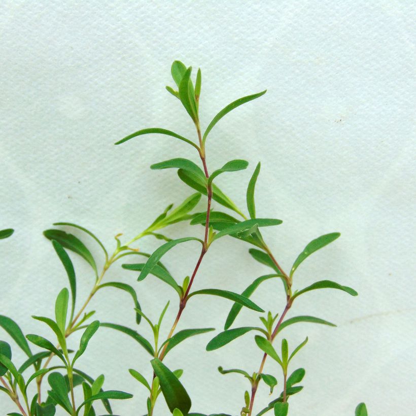 Dianthus deltoides Flashing Light (Foliage)