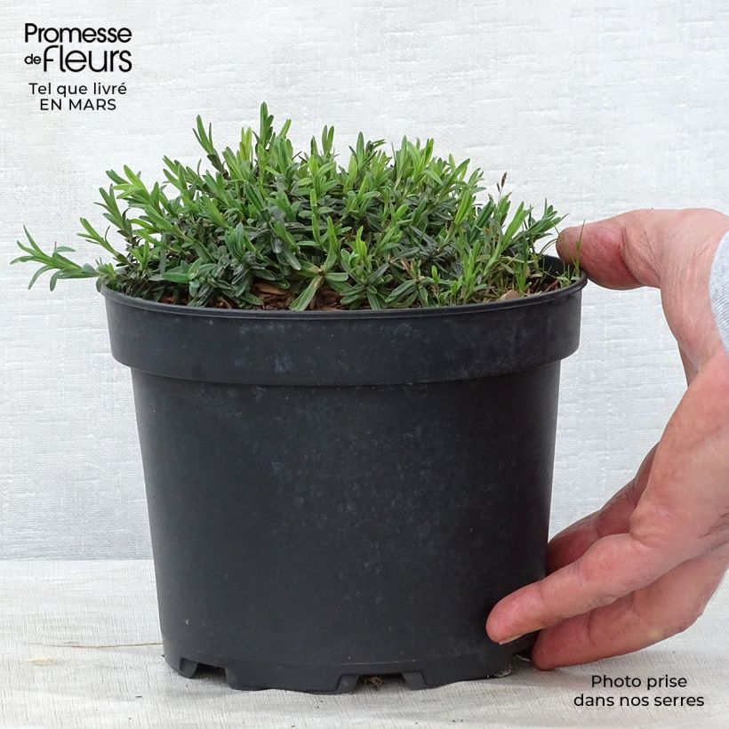 Dianthus deltoides Flashing Light 2L/3L pot sample as delivered in spring