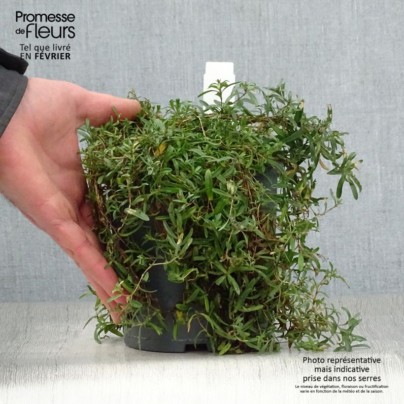 Dianthus deltoides Flashing Light 2L/3L pot sample as delivered in winter