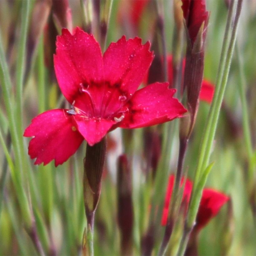 Dianthus deltoides Flashing Light (Flowering)