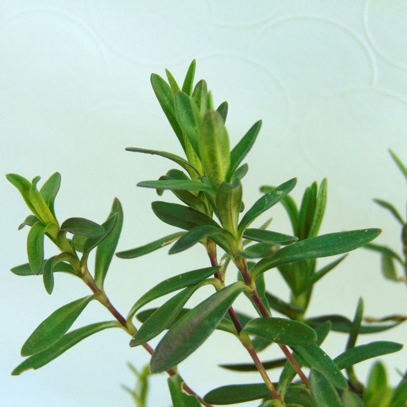 Dianthus deltoides Rosea (Foliage)