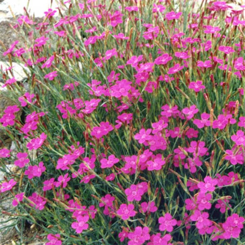 Dianthus deltoides Rosea (Flowering)