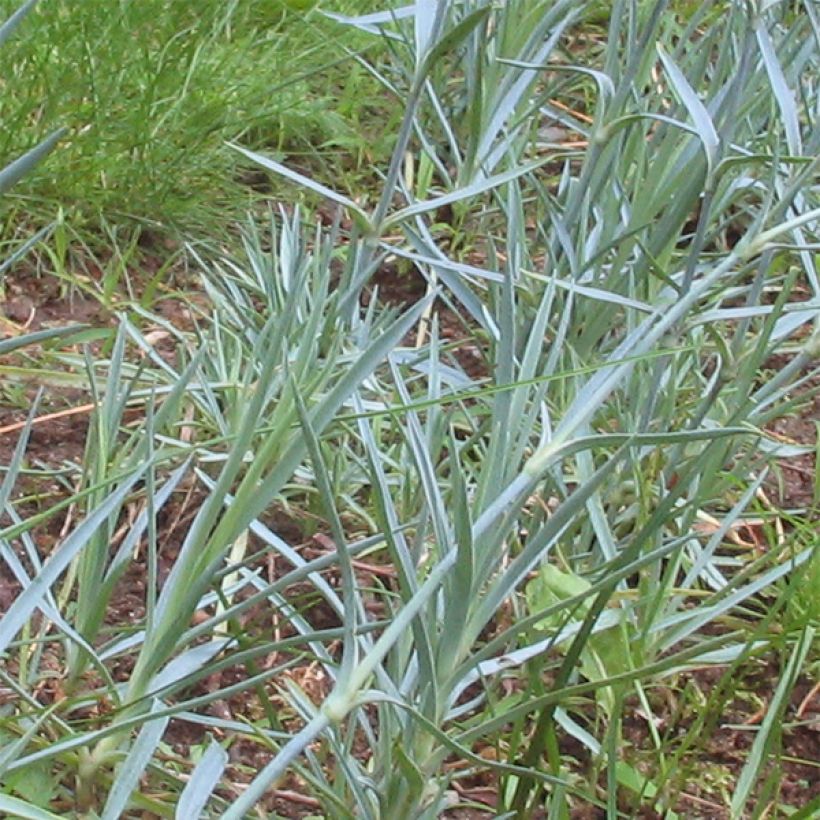 Dianthus gratianopolitanus Badenia (Foliage)