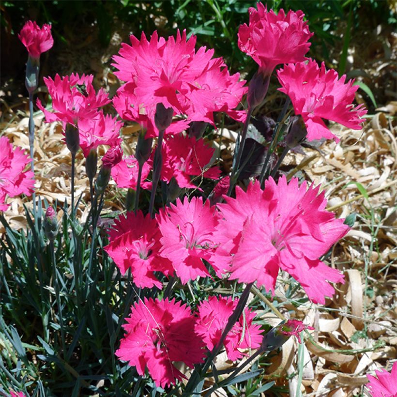 Dianthus gratianopolitanus Badenia (Flowering)