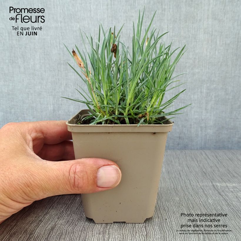 Dianthus gratianopolitanus Badenia 8/9 cm pot sample as delivered in summer