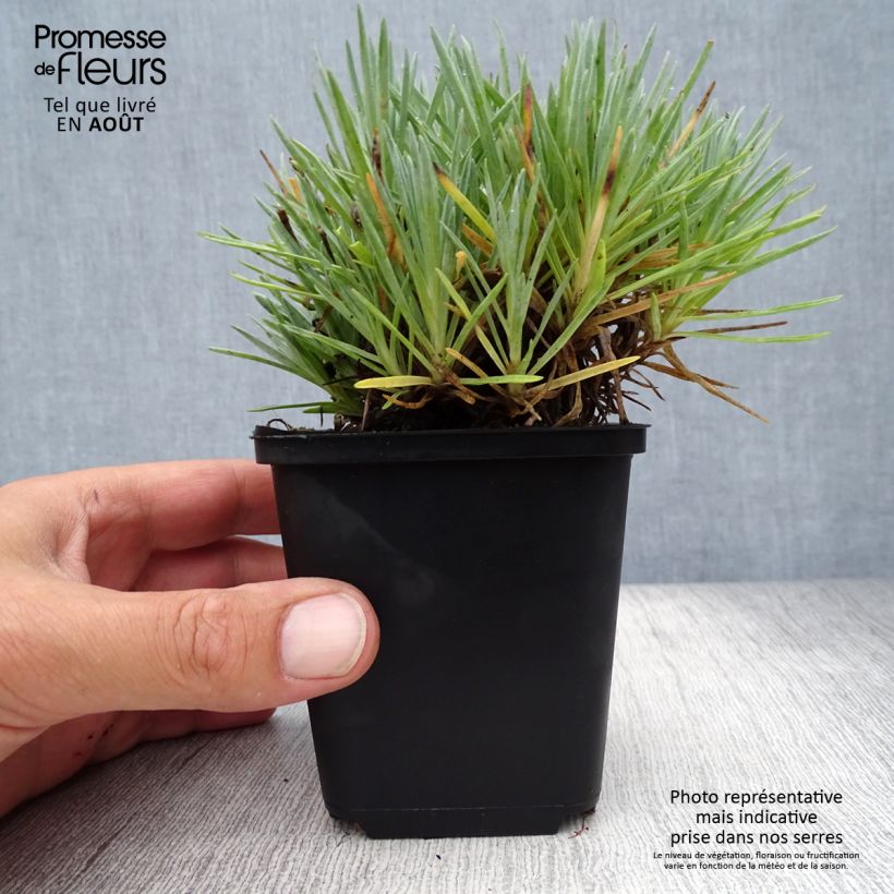 Dianthus gratianopolitanus Bombardier 8/9 cm pot sample as delivered in summer