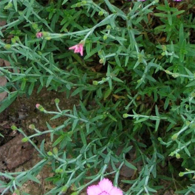 Dianthus gratianopolitanus Eydangeri (Foliage)