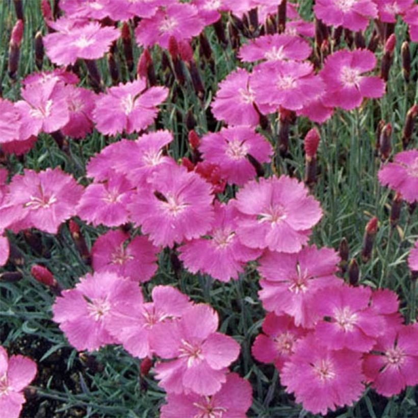 Dianthus gratianopolitanus Eydangeri (Flowering)