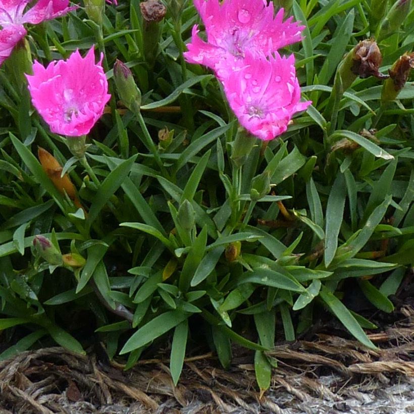 Dianthus gratianopolitanus Kahori Holkahori (Foliage)