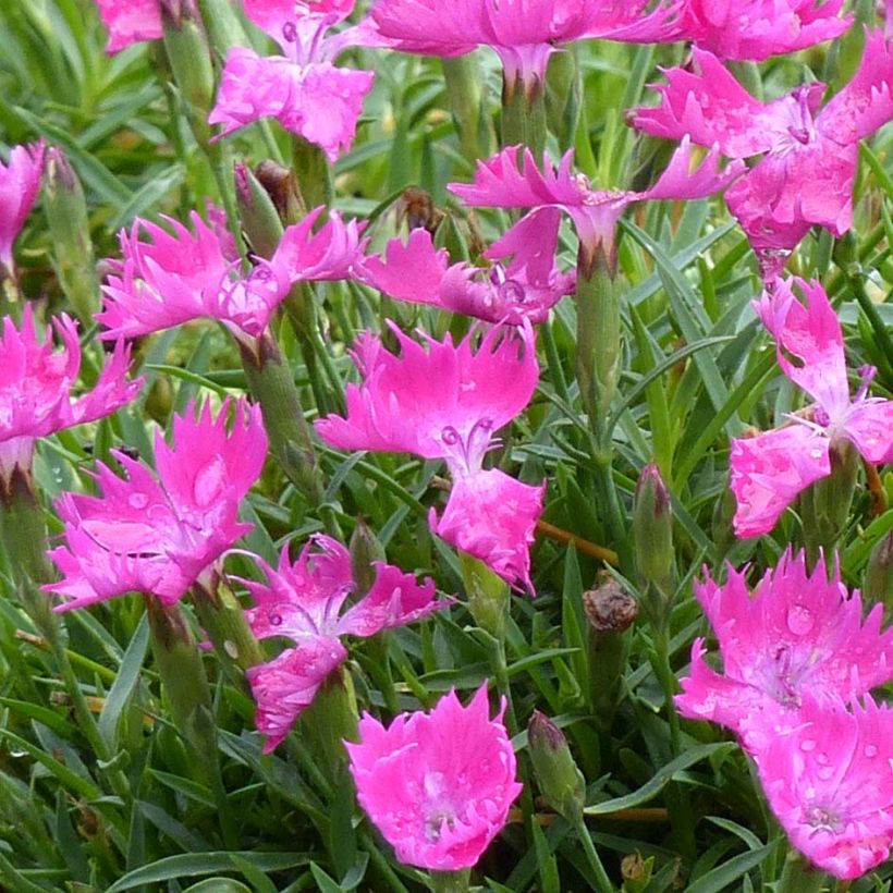 Dianthus gratianopolitanus Kahori Holkahori (Flowering)