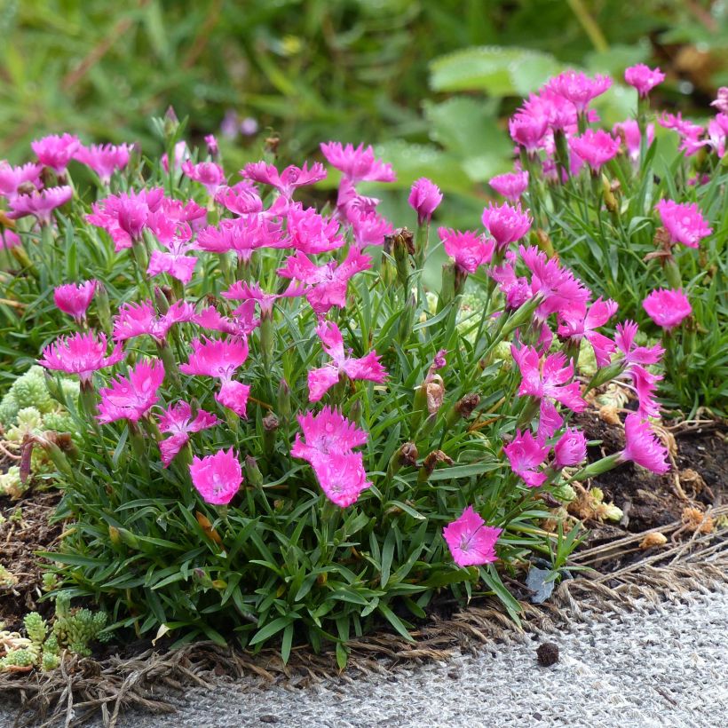 Dianthus gratianopolitanus Kahori Holkahori (Plant habit)