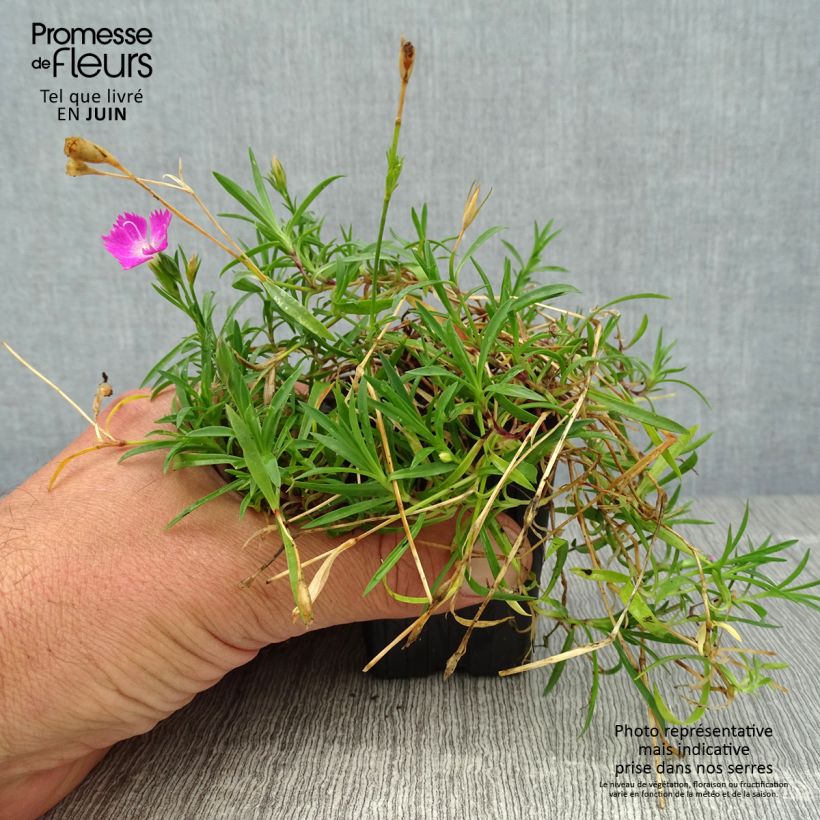 Dianthus gratianopolitanus Kahori Holkahori 7/8 cm pot sample as delivered in summer
