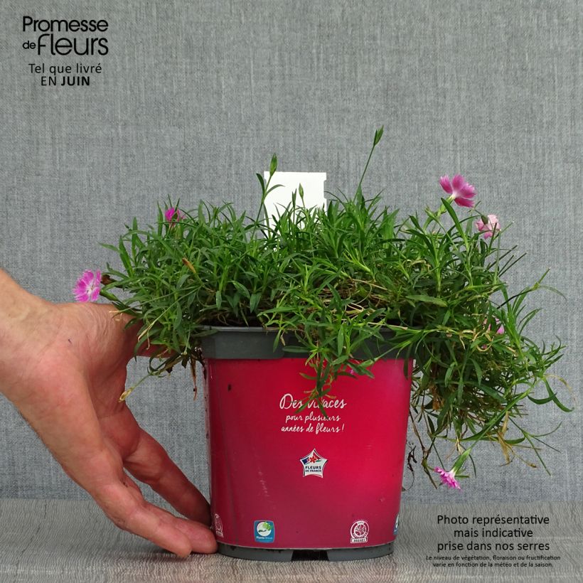 Dianthus gratianopolitanus Kahori Holkahori 2L/3L pot sample as delivered in summer