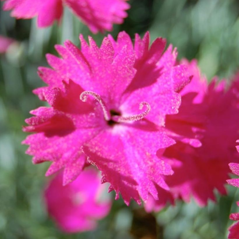 Dianthus gratianopolitanus Splendens (Flowering)