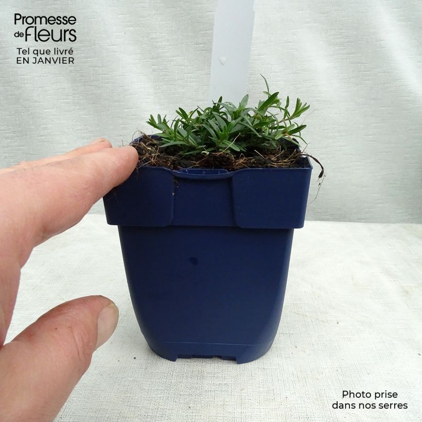Dianthus gratianopolitanus Splendens 8/9 cm pot sample as delivered in winter