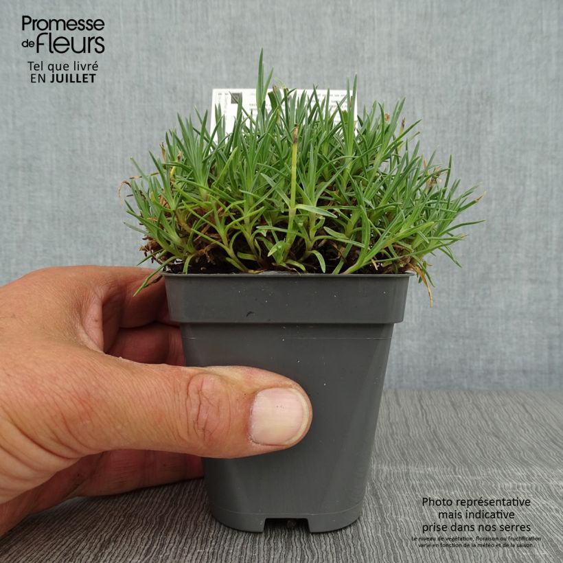 Dianthus gratianopolitanus Whatfield Gem 8/9 cm pot sample as delivered in summer