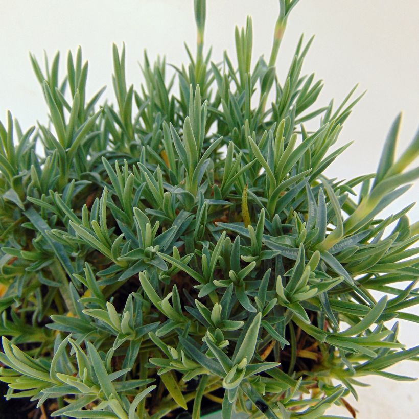 Dianthus gratianopolitanus Whatfield Gem (Foliage)