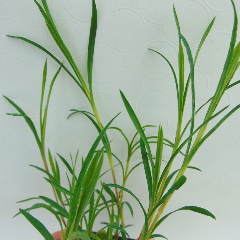 Dianthus knappii (Foliage)