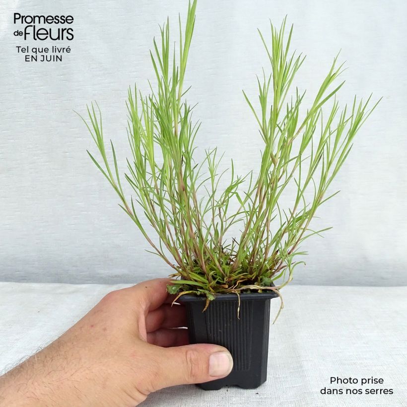 Dianthus knappii 8/9 cm pot sample as delivered in summer