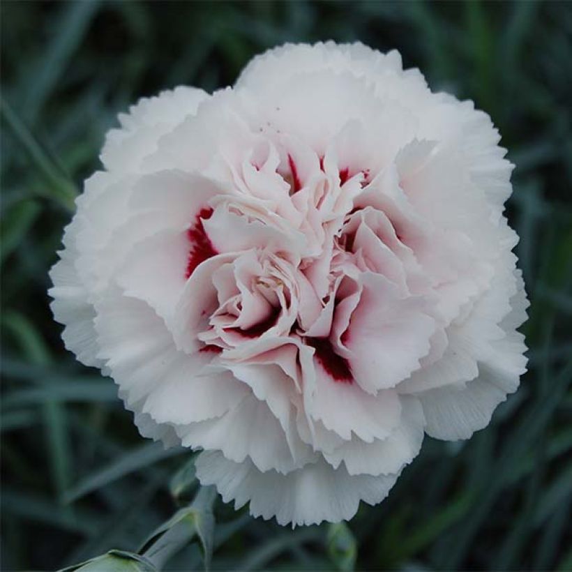 Dianthus plumarius Cranmere Pool (Flowering)