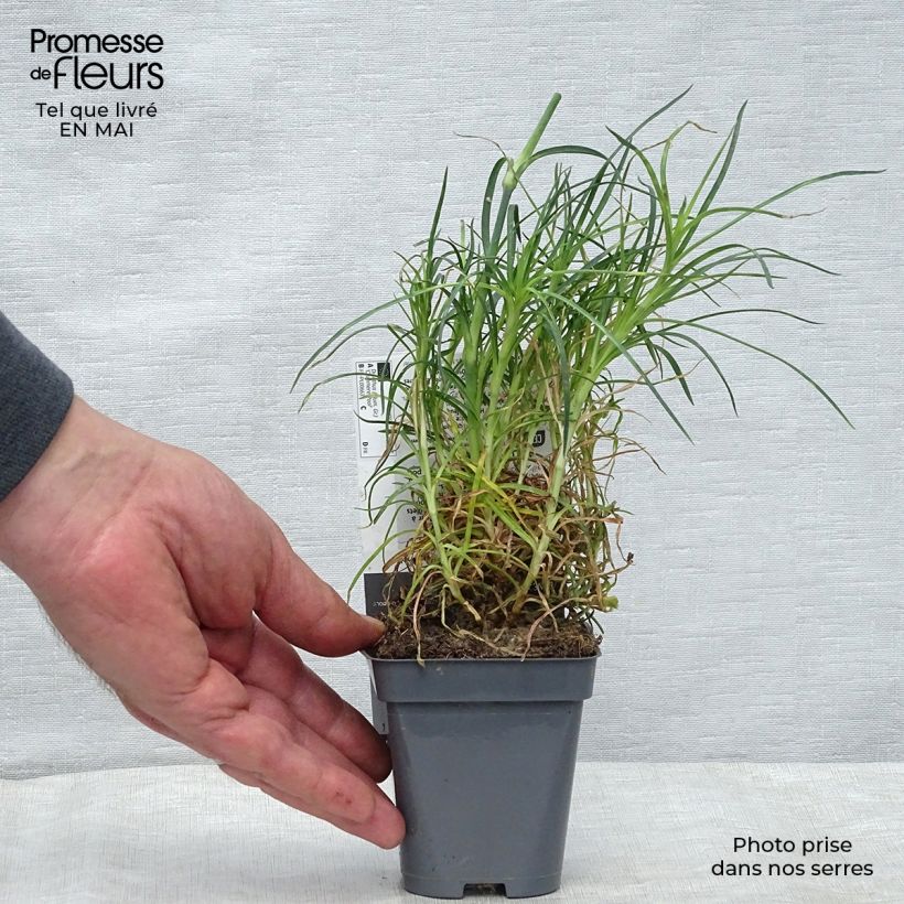 Dianthus plumarius Cranmere Pool sample as delivered in spring