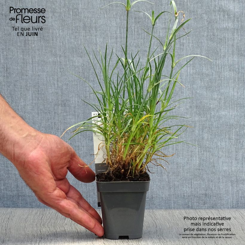 Dianthus plumarius Cranmere Pool 7/8 cm pot sample as delivered in summer